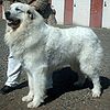 Pyrenean Mountain Dog 600.jpg