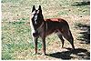 Belgian Malinois male Flickr.jpg