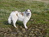 Carpathian Sheepdog-1.jpg