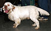 Clumber spaniel 767.jpg