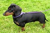 MiniDachshund1 wb.jpg