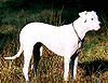 Dogo Argentino.jpg