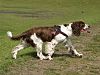 English-Springer-Spaniel.jpg