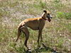 Galgo Español hembra 03.jpg