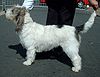 G Basset Griffon Vendeen 600.jpg