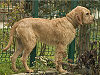 08115500 Griffon Fauve Bretagne.jpg