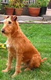 Irish terrier sitting.jpg