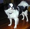 Japanese Chin adult.jpg