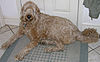 Labradoodle Laying 2375px.jpg