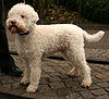 Lagotto romagnolo 322.jpg