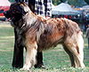 Leonberger09.jpg