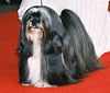 Lhasa apso r5.jpg