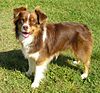 Miniature Australian Shepherd red tricolour.jpg