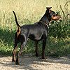 Zwergpinscher.Denzo-vom-Reichsgraf-zu-Herrenheim 1500X1500.jpg