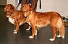 Nova scotia duck tolling retriever 111.jpg