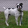 Olde English Bulldogge Duke.jpg