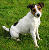 Parson Russell Terrier.jpg