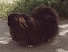 Black pekinese tihamer on street.jpg