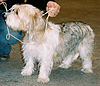 Petit basset griffon vendeen.jpg