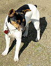 Rat Terrier Ruby.jpg