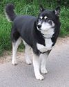 Siberian husky2.jpg