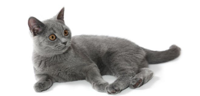 British Shorthair 