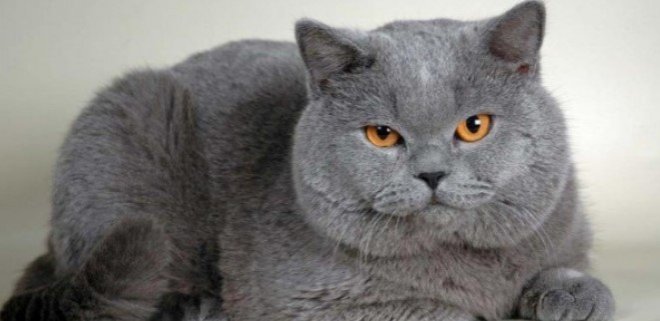 British Shorthair 