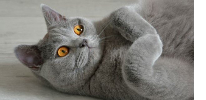 British Shorthair 