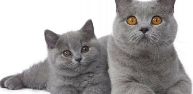 British Shorthair 