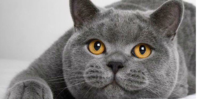 British Shorthair 