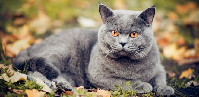 British Shorthair 